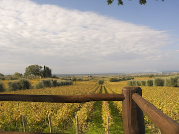 Bell Aria Vineyard, Ornellaia